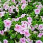 Mix 8 Types of Garden Bonsai Trailing Petunia Flower Dwaft Calibrachoa, 100 seed