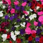 Mix 8 Types of Garden Bonsai Trailing Petunia Flower Dwaft Calibrachoa, 100 seed