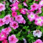 Mix 8 Types of Garden Bonsai Trailing Petunia Flower Dwaft Calibrachoa, 100 seed