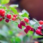 Pepper Biquinho Chupetinha Red Yellow Pepper Seeds, 15 seeds