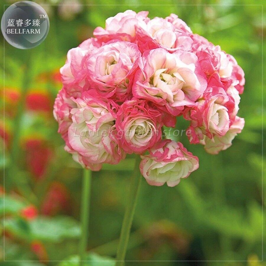 Geranium 'Apple Blossom Rosebud' Seeds, Professional Pack, 10 Seeds