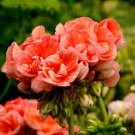 Geranium Double Salmonly Pink Flowers, 10 PCS Pelargonium Light Fragrant