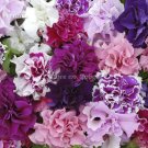 Rare Colorful Wavy Petunia Flowers, 100 Mixed Seeds, fragrant dazzling flowers
