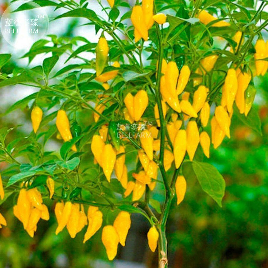 Chilli Peruvian Lemon Yellow Hot Pepper Seeds, 15 seeds