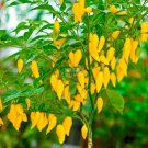Chilli Peruvian Lemon Yellow Hot Pepper Seeds, 15 seeds