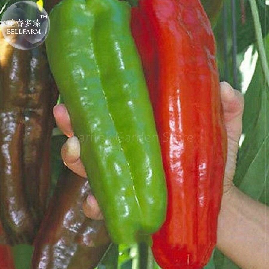 Giant Pepper Hybrid 'OX Horn' Vegetable Seeds, 100 seeds, professional pack