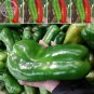 Giant Pepper Hybrid 'OX Horn' Vegetable Seeds, 100 seeds, professional pack