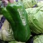 Giant Pepper Hybrid 'OX Horn' Vegetable Seeds, 100 seeds, professional pack