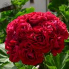 Geranium Dark Red 'Apple Blossom' Perennial Flower 10 seeds