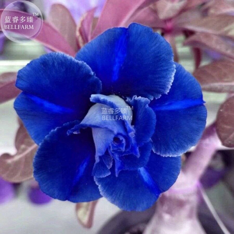 Adenium Dark Blue & White Petals Flower Seeds, 2 seeds