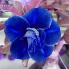 Adenium Dark Blue & White Petals Flower Seeds, 2 seeds