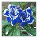 Blue White Desert Rose Adenium, Professional Pack, 2 Seeds / Pack