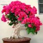 Mix-color Bougainvillea Santa Rita Bonsai Flowers, 5 Seeds