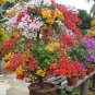 Mix-color Bougainvillea Santa Rita Bonsai Flowers, 5 Seeds