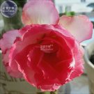 Adenium Light Pink & Rose Red Petals Flower Seeds, 2 seeds, professional pack