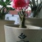 Adenium Light Pink & Rose Red Petals Flower Seeds, 2 seeds, professional pack