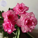 Adenium Whitish Light Pink Flowers with rose red edge seeds, 2 seeds