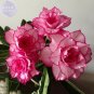 Adenium Whitish Light Pink Flowers with rose red edge seeds, 2 seeds
