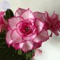 Adenium Whitish Light Pink Flowers with rose red edge seeds, 2 seeds