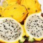 Rare Large Yellow Dragon Fruit Pitaya Organic Seeds, Professional Pack, 30 Seeds