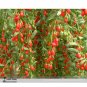 Mixed Qinhai Black & Red Ningxia Gogi Wolfberry Seeds Herbal Medlar Seeds 50+