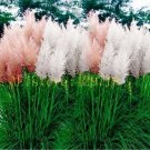 1200 pcs Pampas Grass Seeds Cortaderia selloana flower seeds aquatic plants #3