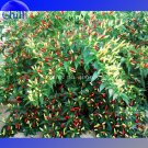 Organically Grown Angkor Sunrise Hot Pepper Seeds, 30 Seeds