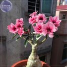 Adenium Pink Petals Red Stripe Dark Red Centre Flower Seeds, 2 seeds, 4-layer