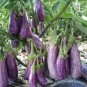 Eggplant 'Fairy Tale' Purple Yellow Vegetable Seeds, 200 seeds