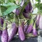 Eggplant 'Fairy Tale' Purple Yellow Vegetable Seeds, 200 seeds