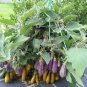 Eggplant 'Fairy Tale' Purple Yellow Vegetable Seeds, 200 seeds