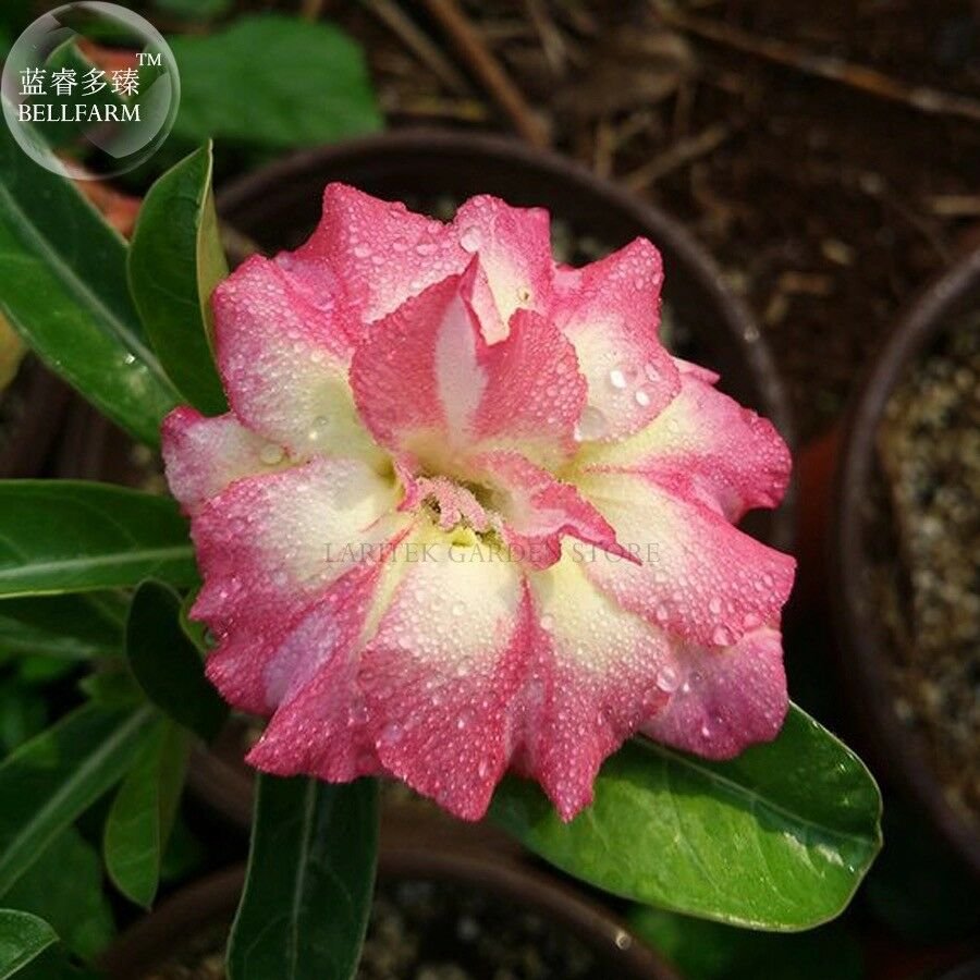 'Changing Faces' Adenium Desert Rose, 2 Seeds, big blooms pink yellow double