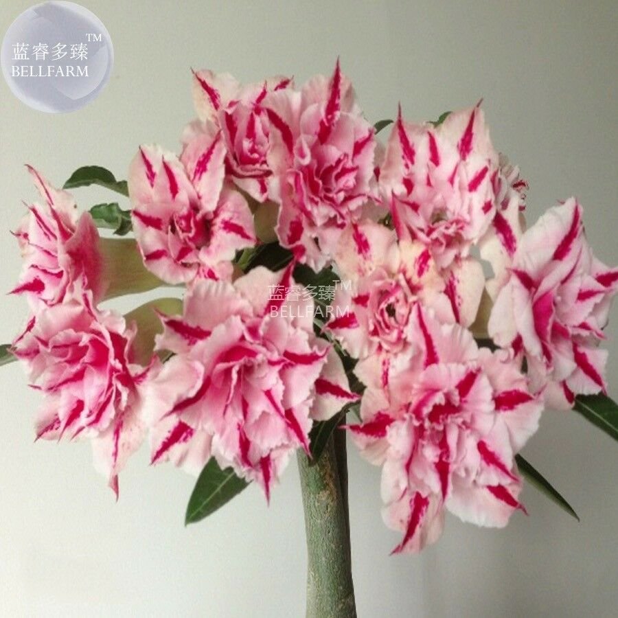 'Feng Wu' Double Adenium Desert Rose, 2 Seeds