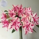 'Feng Wu' Double Adenium Desert Rose, 2 Seeds