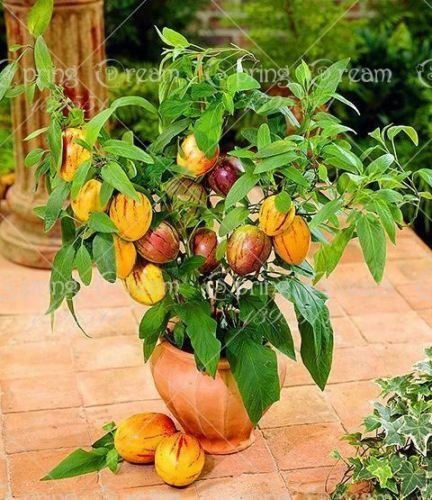 100pcs/bag mini sweet melon Melon Tree Non GMO-Organic Fruit and vegetable seeds