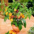 100pcs/bag mini sweet melon Melon Tree Non GMO-Organic Fruit and vegetable seeds