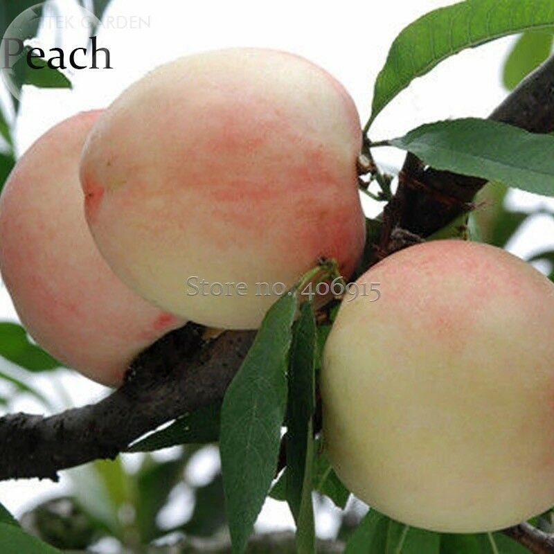 Sweet Juicy Peach Tree, 2 Seeds, garden plant organic fruits