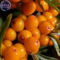 Sea Buckthorn Shrub Seeds, 20 Seeds, Professional Pack