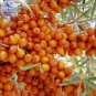 Sea Buckthorn Shrub Seeds, 20 Seeds, Professional Pack