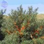 Sea Buckthorn Shrub Seeds, 20 Seeds, Professional Pack