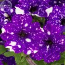 Petunia Blue Sky Petunia Seeds, 200 Seeds
