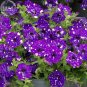 Petunia Blue Sky Petunia Seeds, 200 Seeds