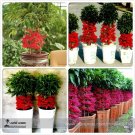 Ardisia crenata Bonsai Christmas Berry Ornamental Perennial Tree Seeds 10 Seeds