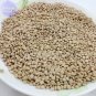 Chinese Hardy Panax Ginseng Ashwaganda Seeds, 6 Seeds free shipping