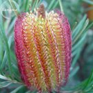 Banksia occidentalis seeds, 5 seeds, ornamental garden flowers