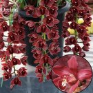 Rare Wild Orchids Dark Red Colors Perennial Flowers, 100 Seeds