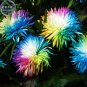 Rainbow Chrysanthemum Livingstone China Aster Seeds, 100 Seeds