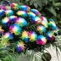 Rainbow Chrysanthemum Livingstone China Aster Seeds, 100 Seeds