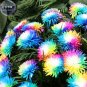 Rainbow Chrysanthemum Livingstone China Aster Seeds, 100 Seeds