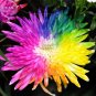 Rainbow Chrysanthemum Livingstone China Aster Seeds, 100 Seeds